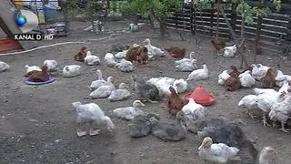 VIDEO | Pasarile bio, preferate pentru masa de Paste