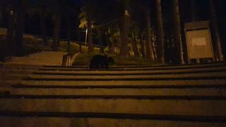 VIDEO | Ursii au coborat printre oameni in Busteni si Vrancea