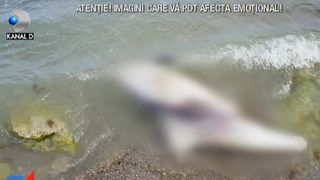 VIDEO | Doi delfini au fost găsiți morți pe litoralul românesc! Au fost prinsi în plasele pescarilor