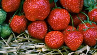 De ce sunt scumpe capsunile romanesti