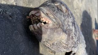 Creatură ciudată descoperită pe o plajă din SUA 