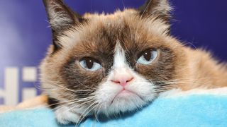 VIDEO | Grumpy Cat, unul dintre animalele de companie cele mai cunoscute &icirc;n mediul online, a murit