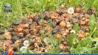 VIDEO | Aruncăm fructele rom&acirc;nești și importăm de la străini