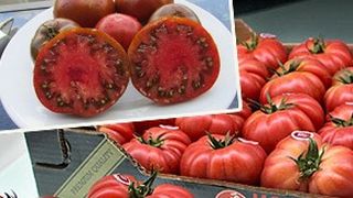 VIDEO | Scandalul rosiilor coapte fortat. Ministerul Agriculturii reactioneaza