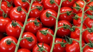 VIDEO | Scandalul rosiilor. Incurcati in chimicale