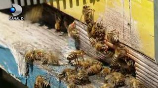 VIDEO | Disparitia albinelor aduce foamete