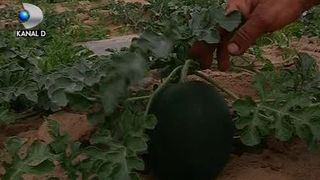 VIDEO | Pepenii de Dăbuleni, cât nuca