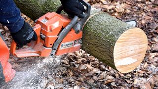 Cea mai buna drujba - cum o alegi