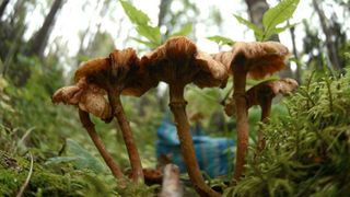 Soţ şi soţie, &icirc;n comă, după ce au m&acirc;ncat ciuperci. Au fost găsiţi leşinaţi &icirc;n casă