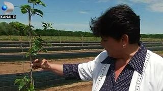 VIDEO | Fructele exotice de Dăbuleni
