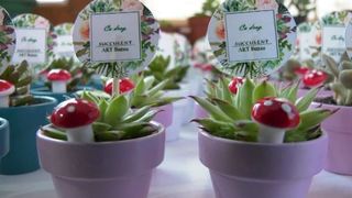 VIDEO | Plante suculente pentru clienți comozi