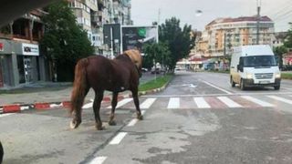 Un cal a ajuns să se plimbe, liber, în centrul municipiul Botoşani