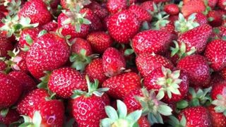 VIDEO | Căpșuni de 2 lei