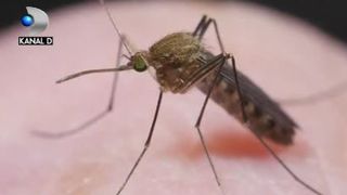 VIDEO | Invazia țânțarilor. Cum ne putem apăra