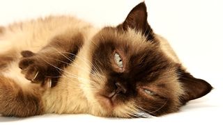 Un român prins în Italia încercând să mănânce o pisică moartă