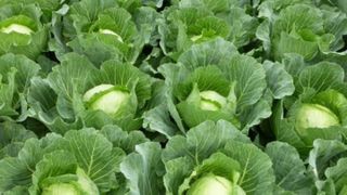 VIDEO | Ploile și grindina scumpesc mâncarea