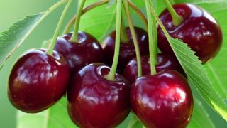 Patru persoane au ajuns la spital după ce au mâncat cireșe. Ce au descoperit medicii