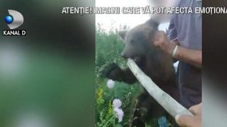 VIDEO | Imaginile revoltătoare cu un urs chinuit de localnici