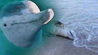 VIDEO | Delfini morți pe plajele din 5 stațiuni