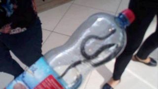 Un şarpe a fost prins &icirc;ntr-un mall din T&acirc;rgu Jiu