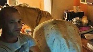 VIDEO | Imagini incredibile cu un cal coborât din bloc, la Satu Mare, după intervenția polițiștilor