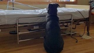 Fotografia care a făcut &icirc;nconjurul lumii: Povestea impresionantă a c&acirc;inelui loial care &icirc;și așteaptă stăp&acirc;nul decedat