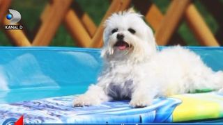 VIDEO | Canicula afecteaza cainii