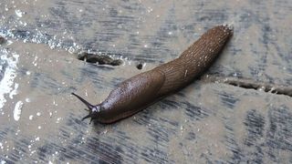 Un melc fără cochilie, cauza haosului feroviar de la sfârşitul lunii trecute