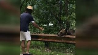 VIDEO | Imagini virale cu turiști care hrănesc urși. La ce pericol se expun