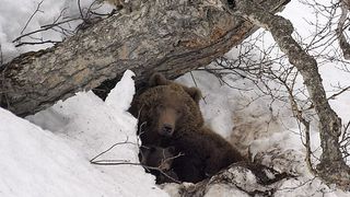 Poveste șocantă! Ce a făcut un bărbat pentru a supraviețui, după lupta cu ursul: "Arăta ca o mumie!"