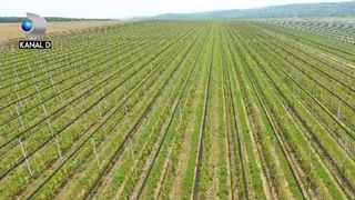 VIDEO | Livadă de un milion de euro, distrusă din avion