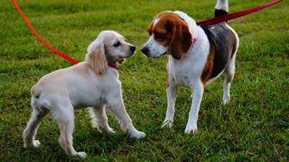 Doi patrupezi simpatici au distrus toate jucăriile pe care le aveau. Ce pedeapsă au primit de la stăp&acirc;nii lor. Clipul a ajuns viral pe internet