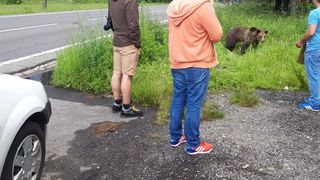 Braşov: Un urs a fost lovit de o maşină, pe DN 1; animalul este grav rănit