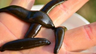 Scandalos. Ștrand din Reșița plin cu viermi și lipitori