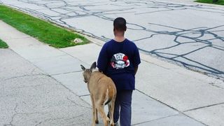 Un copil ajută o căprioară oarbă să găsească mâncare, în fiecare zi, înainte de a ajunge la școală