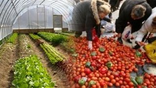 VIDEO | Legumele i-au &icirc;mbogățit. Localnicii din Matca, stăp&acirc;ni peste păm&acirc;ntul &bdquo;de aur&rdquo;