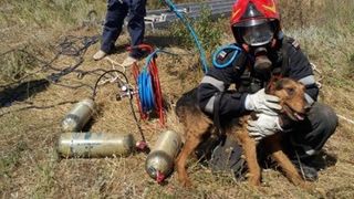 Cățelul care a căzut în fântână a fost salvat 