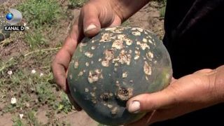 VIDEO | Grindina a ciuruit o afacere de 50.000 de euro