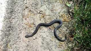 Un bărbat a fost muşcat de o viperă la Vatra Dornei. A fost solicitat elicopterul SMURD