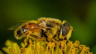 Ce este polenul crud si ce beneficii ofera
