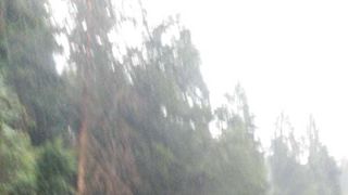 Vânt puternic! Copaci doborâți pe DN 13 A, în judeţul Harghita