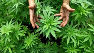 Se legalizează canabisul în România