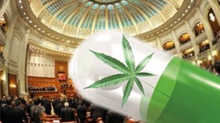 VIDEO | Legalizarea canabisului medicinal, readusă în discuție