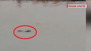 Apariție neașteptată! Un animal neobișnuit la malul Dunării