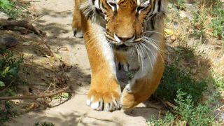 Italia: Patru tigri au ucis un &icirc;mbl&acirc;nzitor