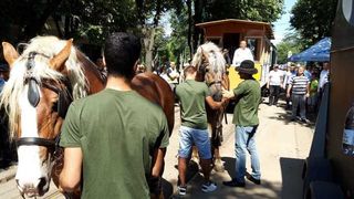 Zi istorică la Timișoara. Tramvai tras de cai pe străzi