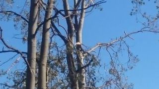 Imaginea zilei după furtuna din Halkidiki. Un șezlong luat de v&acirc;nt a ajuns &icirc;ntr-un copac