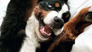 Un c&acirc;ine locuiește &icirc;ntr-un hotel și are cea mai adorabilă meserie