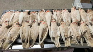 &bdquo;Ca dintr-un film horror&rdquo; - Zeci de papagali dintr-o specie protejată, morţi după ce au căzut din zbor