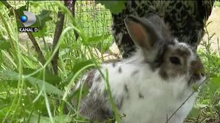  VIDEO | Ferma animalelor de la Zărnești, adevărată atracție pentru cei mici